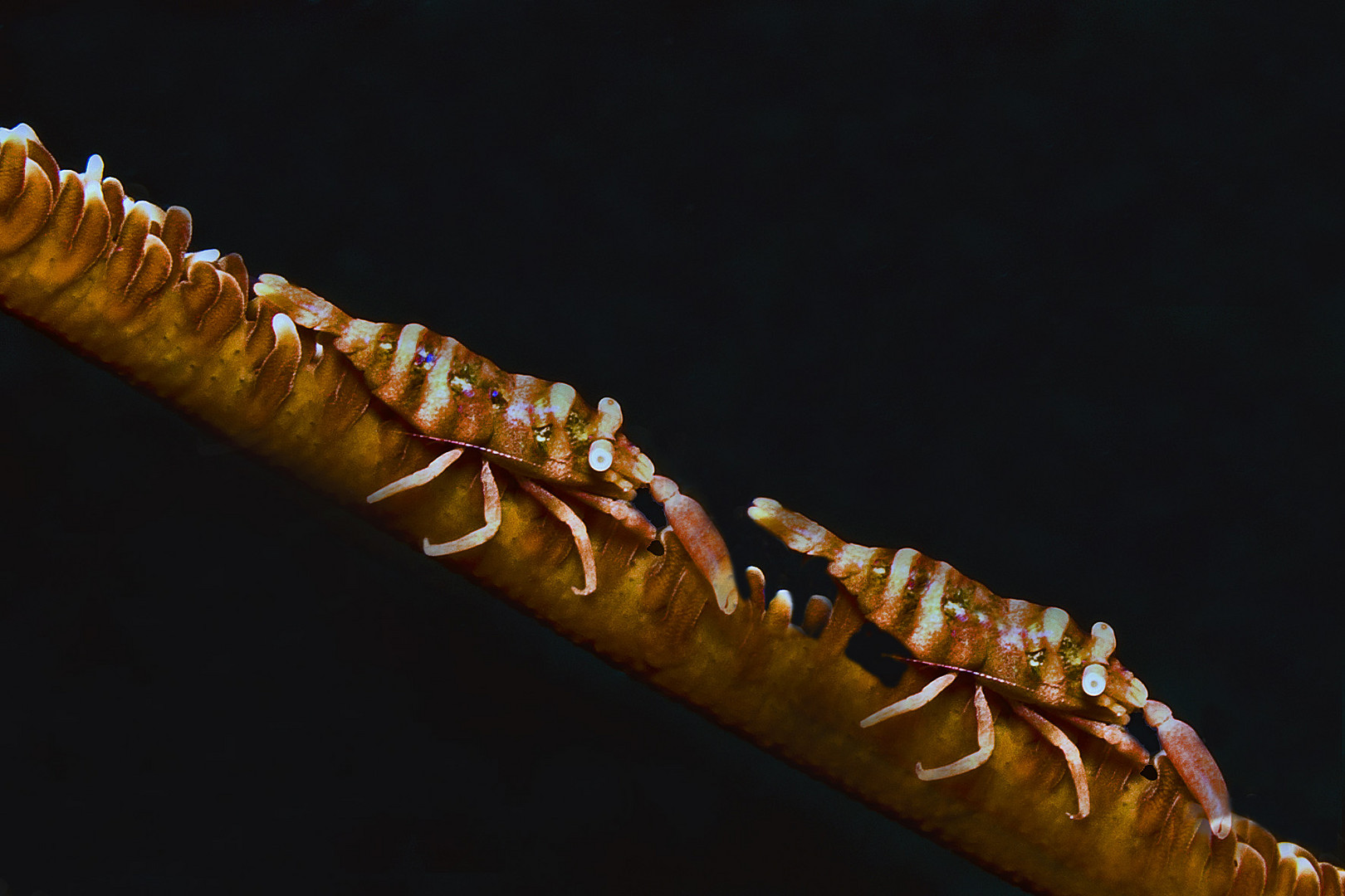 Whip Coral Partner Shrimps