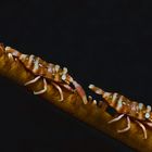 Whip Coral Partner Shrimps