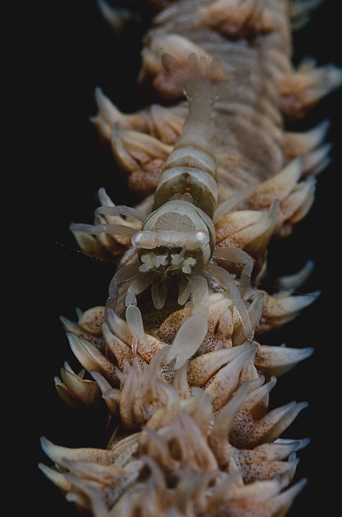 Whip Coral Shrimp (lat.: Dasycaris zanzibarica)