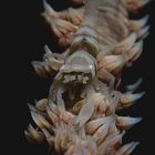 Whip Coral Shrimp (lat.: Dasycaris zanzibarica)