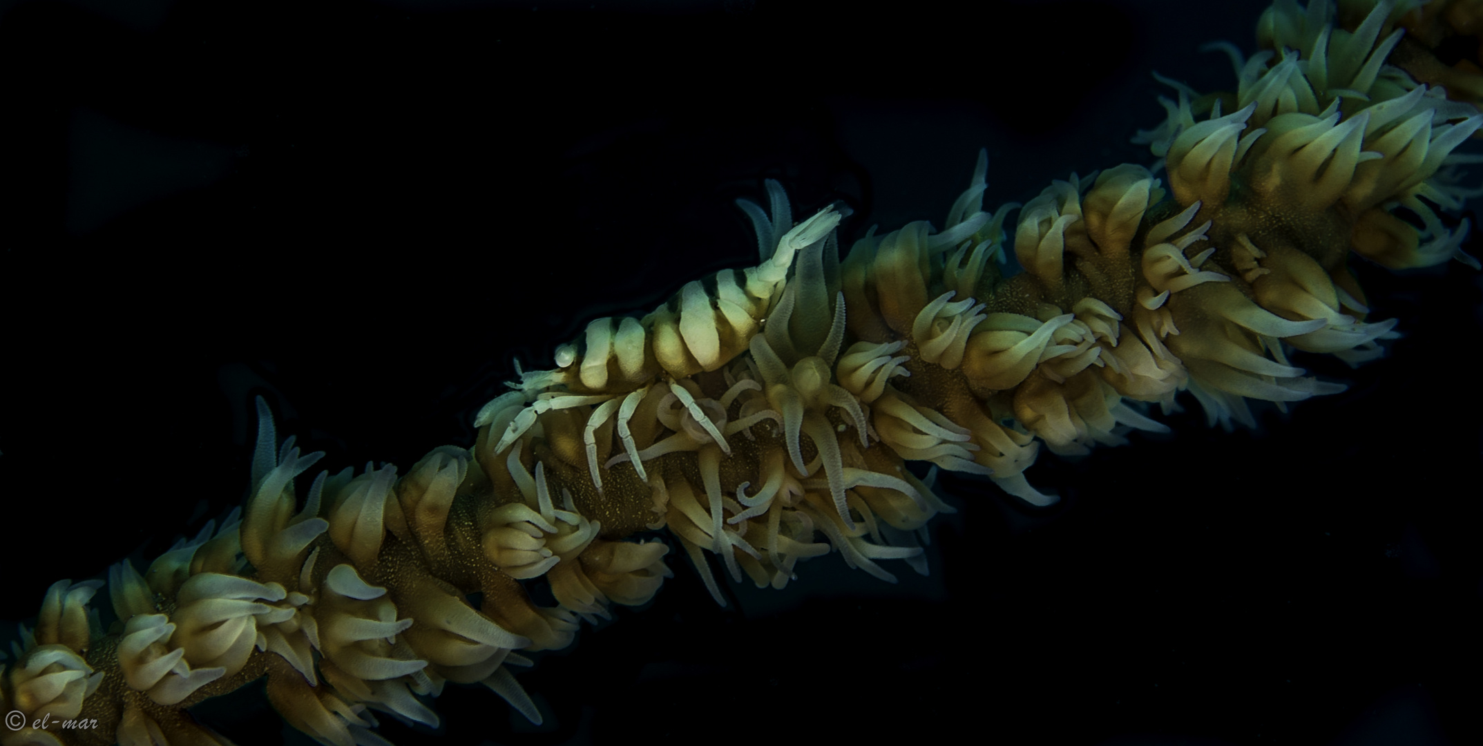 whip coral with shrimp