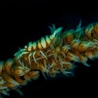 whip coral with shrimp