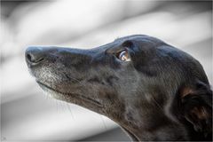 Whippet