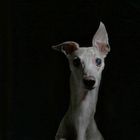 Whippet