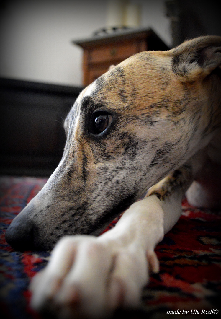 Whippet