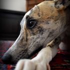 Whippet