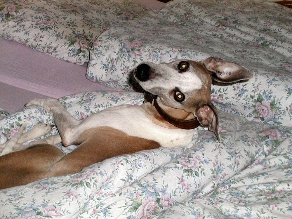 Whippet