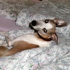 Whippet