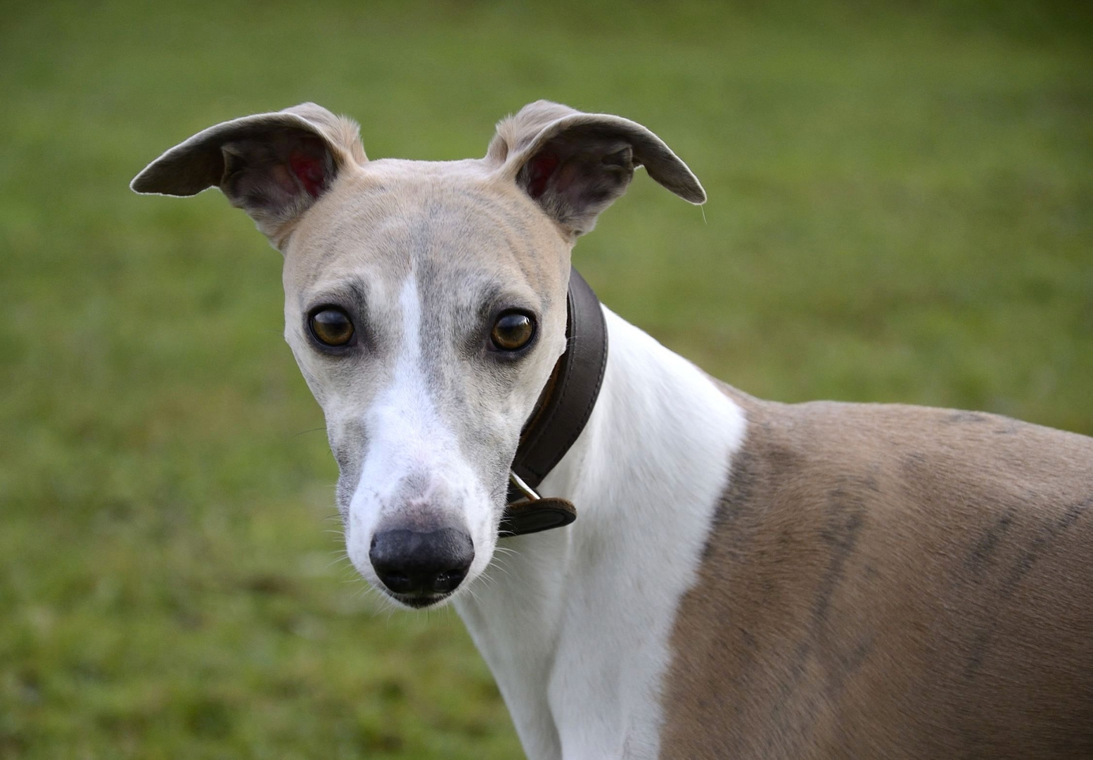 Whippet