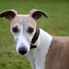 Whippet