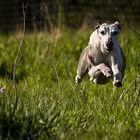 Whippet