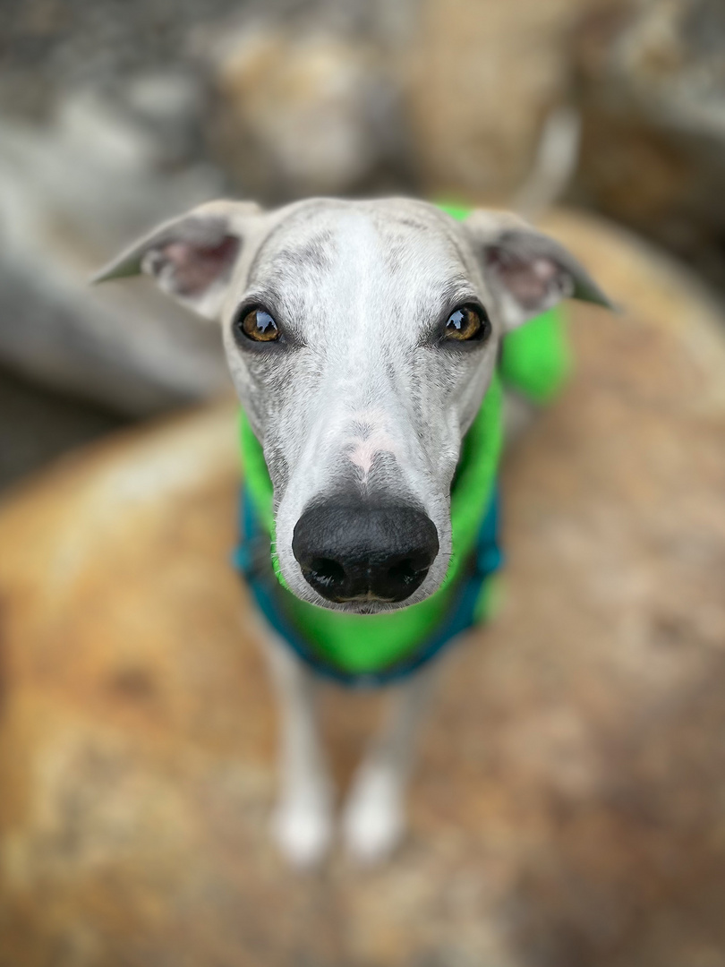 Whippet Archie I