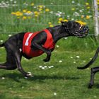 Whippet beim Windhunderennen