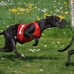 Whippet beim Windhunderennen