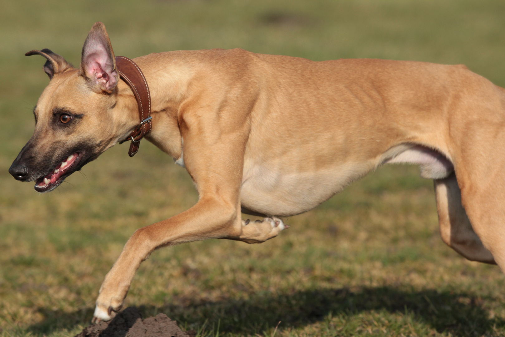 Whippet Duncan gleich am Ziel