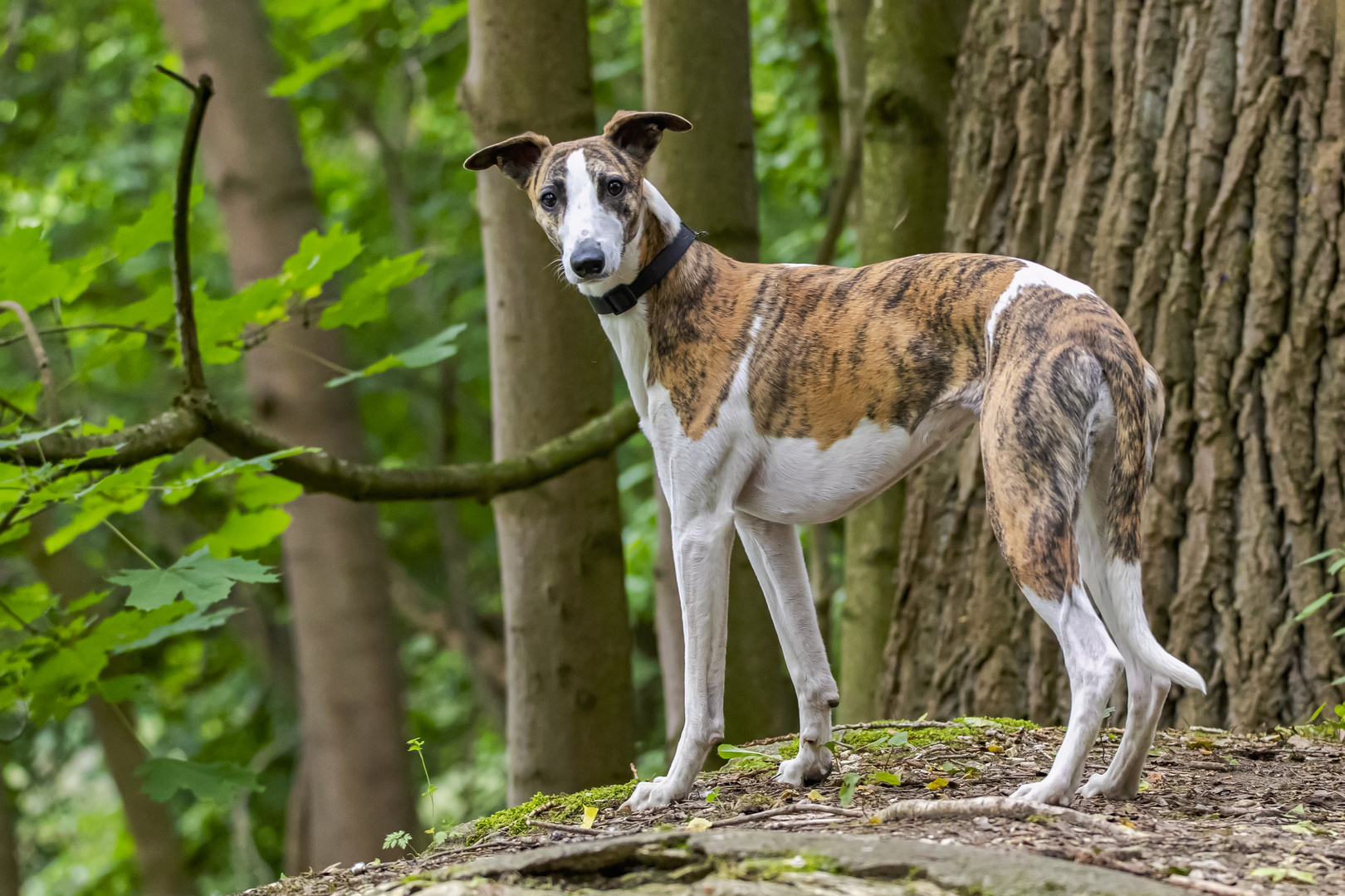 Whippet - ein kleiner englischer Windhund