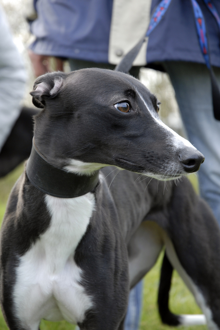 Whippet Enie