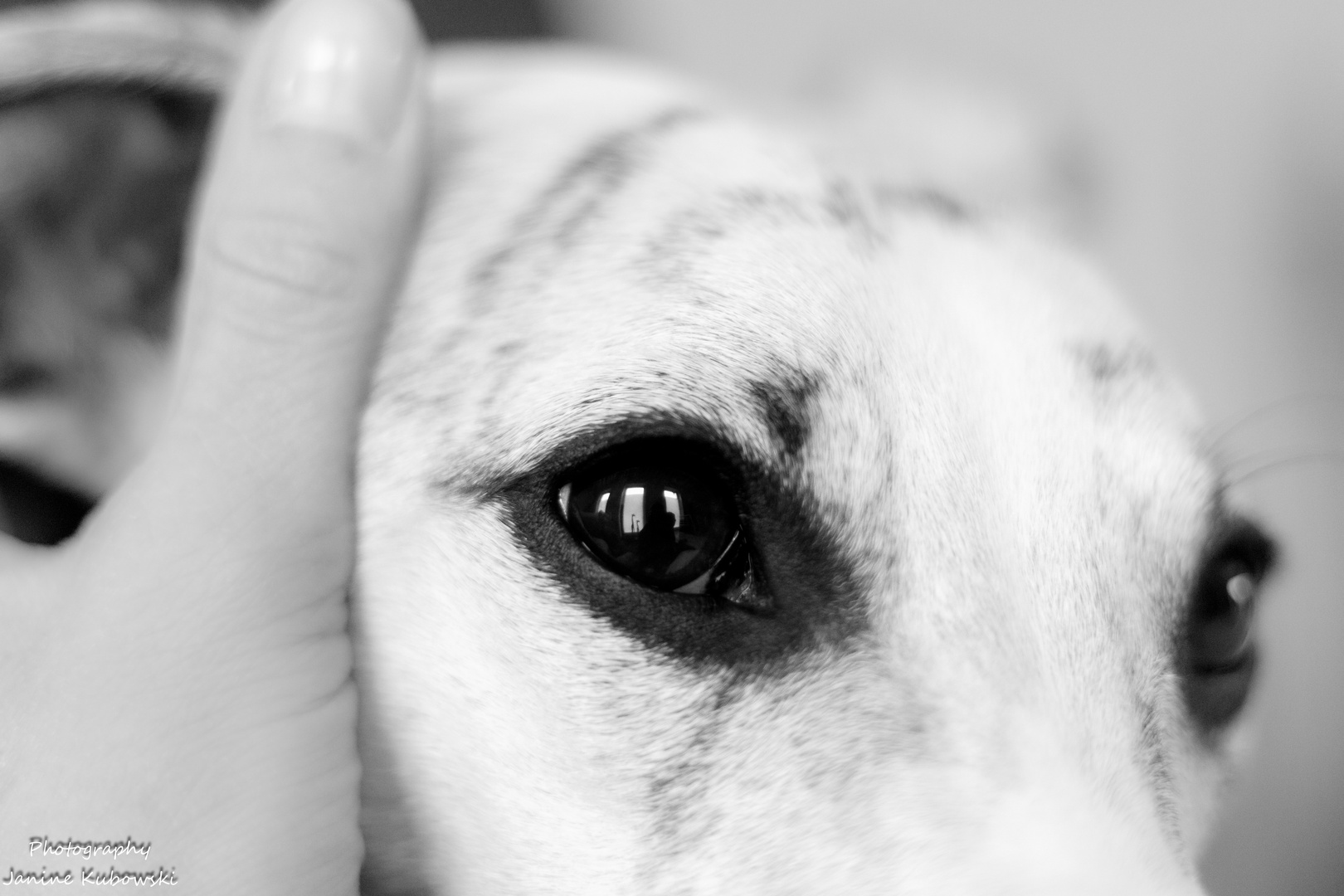 Whippet Eyes