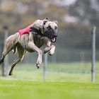 Whippet-Flying :)))