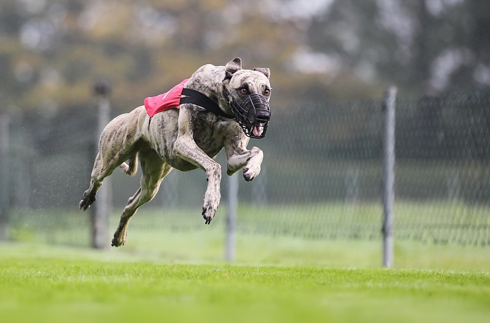 Whippet-Flying :)))