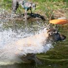 Whippet Helvetio: Auch im Wasser schneller als die Frisbeescheibe