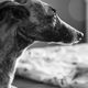 Whippet Hndin Lola