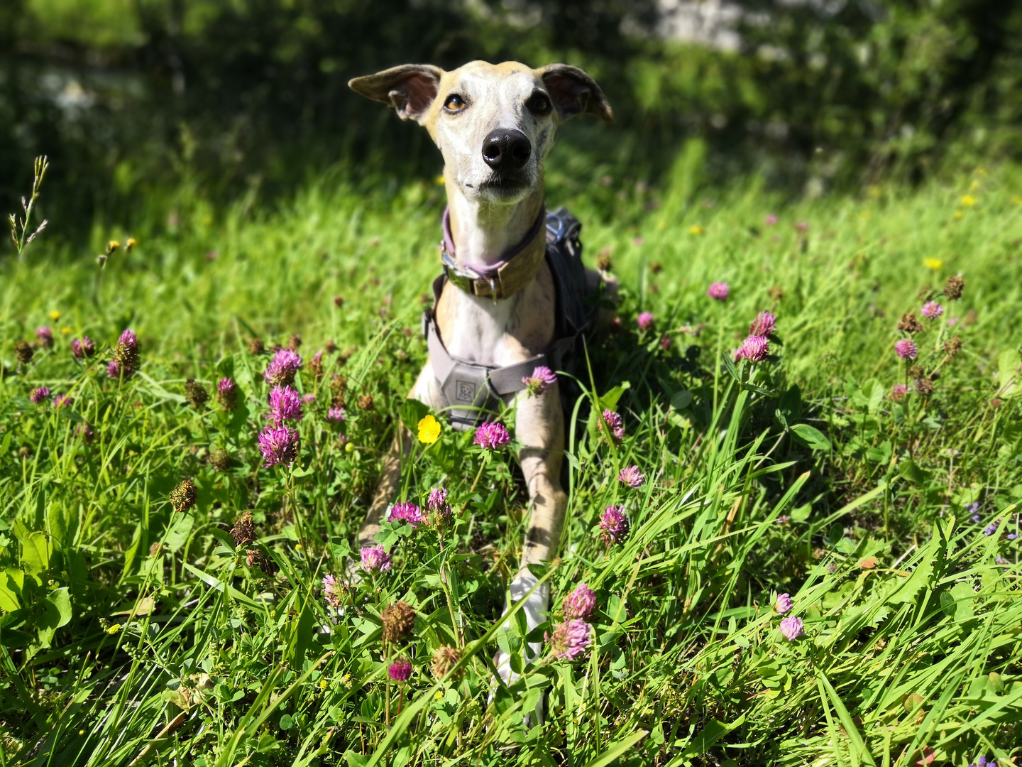 Whippet im Blütenrausch