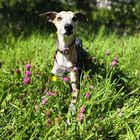 Whippet im Blütenrausch