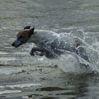 Whippet im Jagdfieber