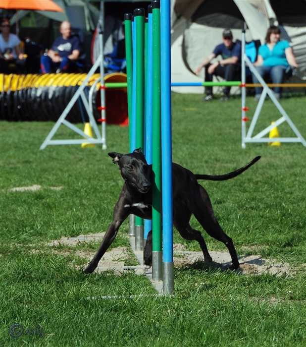 Whippet im Slalom