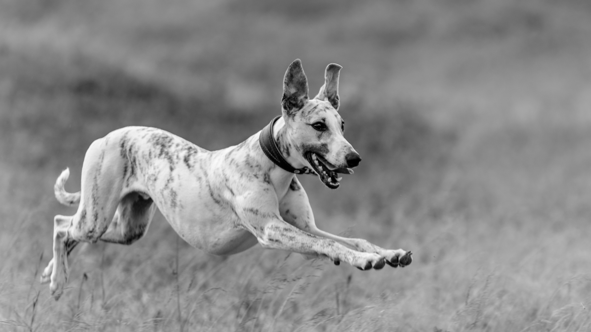 Whippet in Action