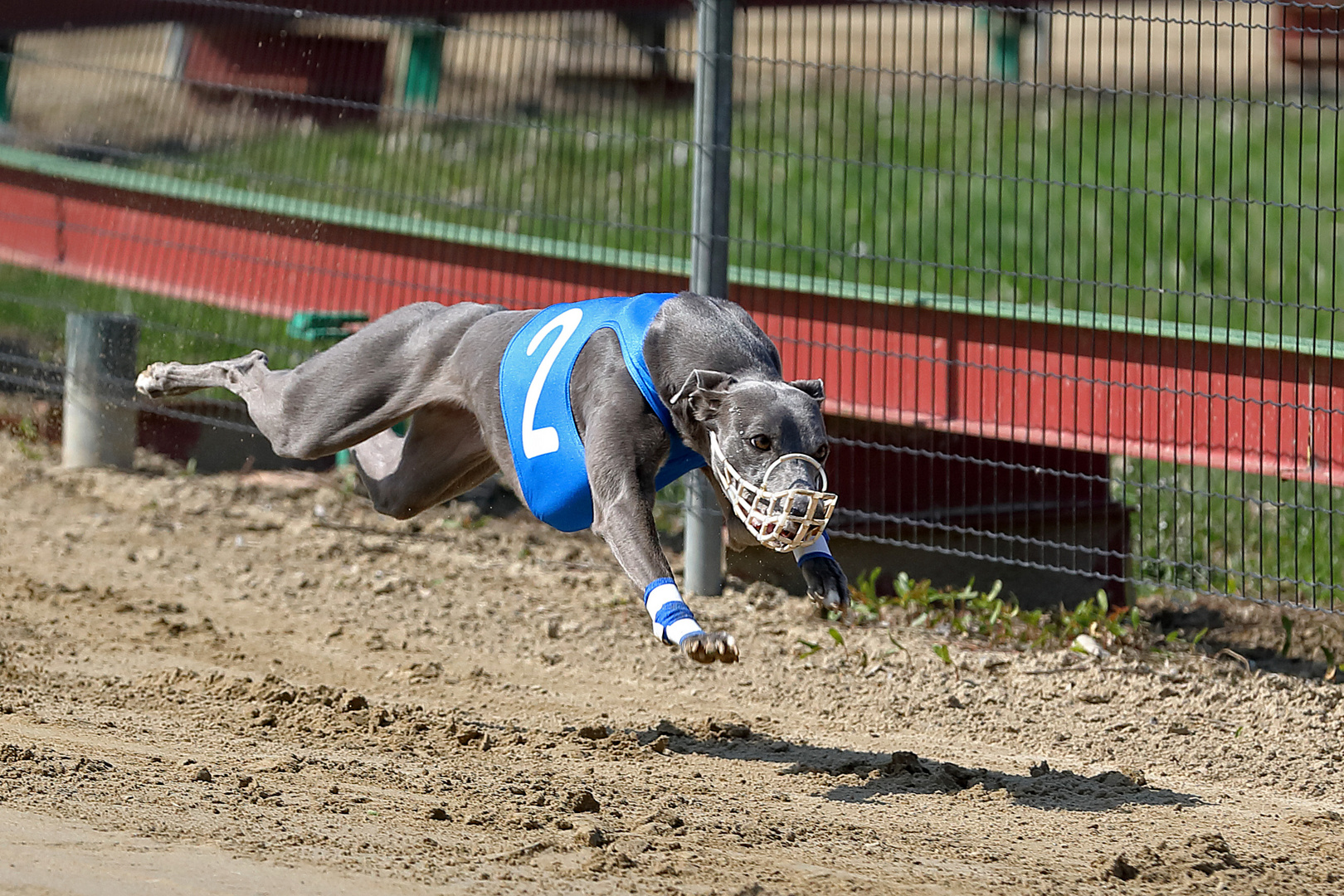 Whippet in Action