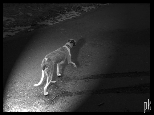 Whippet in the Dark