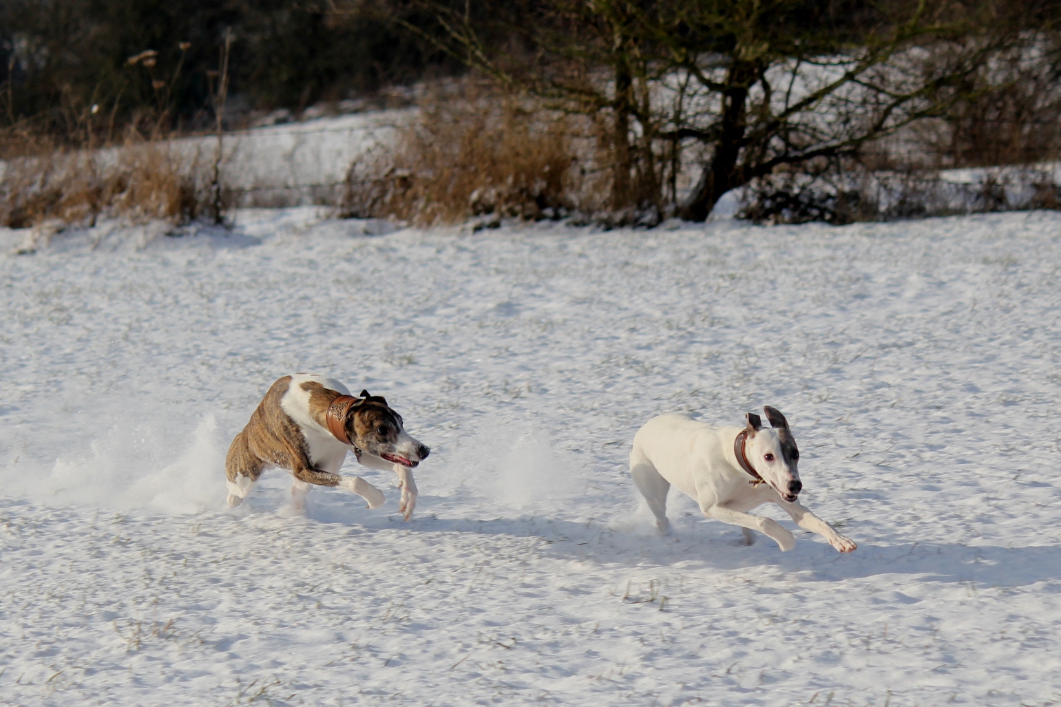 Whippet-Jagd im Schnee