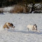 Whippet-Jagd im Schnee