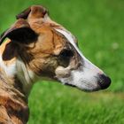 Whippet Kopfstudie