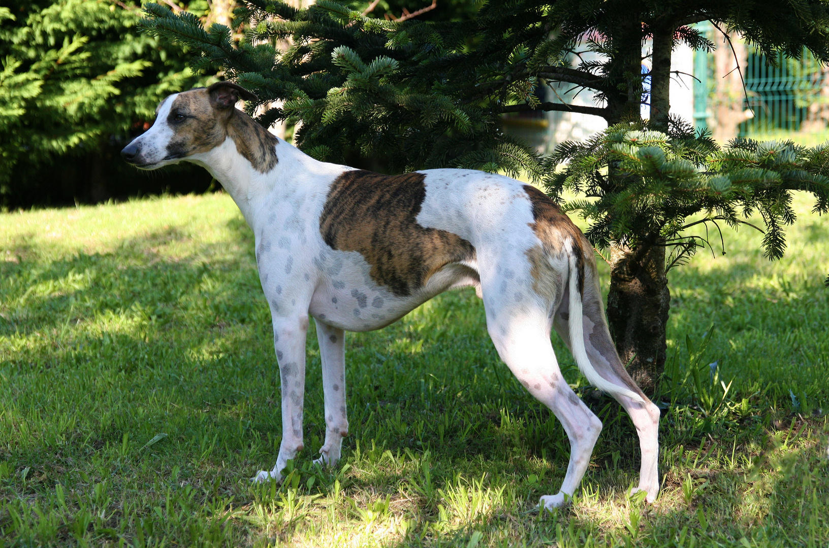 WHIPPET KÜHNE