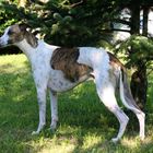 WHIPPET KÜHNE