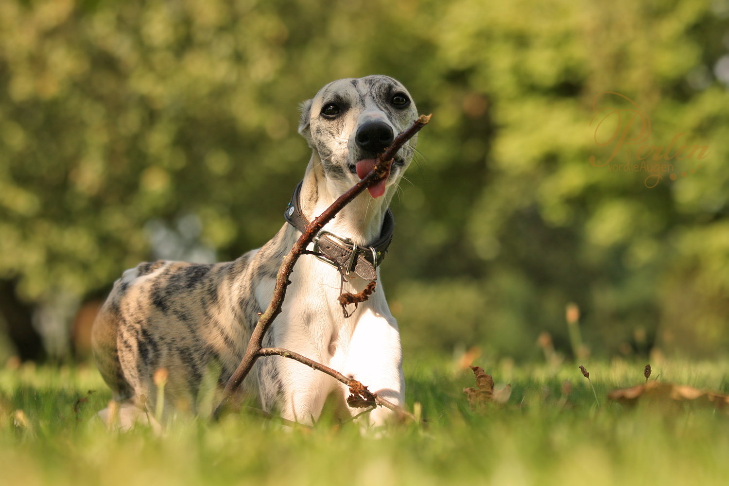 [Whippet] Lollipop, Lollipop