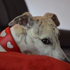 Whippet Mädchen