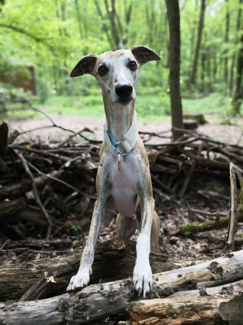 Whippet - Nest 