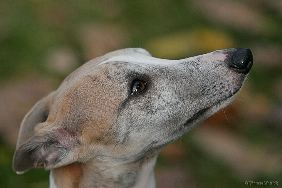 Whippet-Portrait