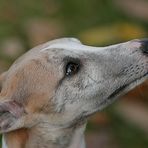 Whippet-Portrait