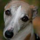 Whippet-Portrait II