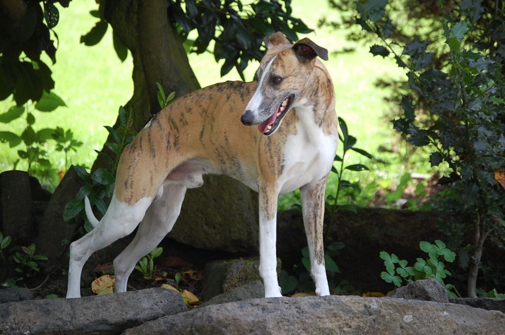 Whippet Posing