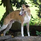 Whippet Posing