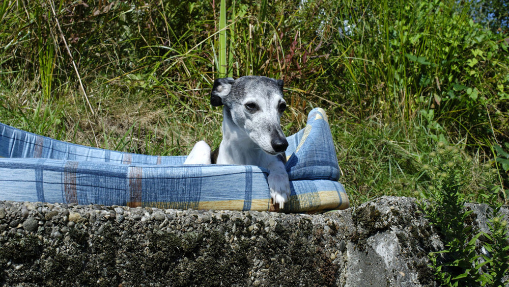 Whippet rest