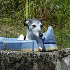 Whippet rest