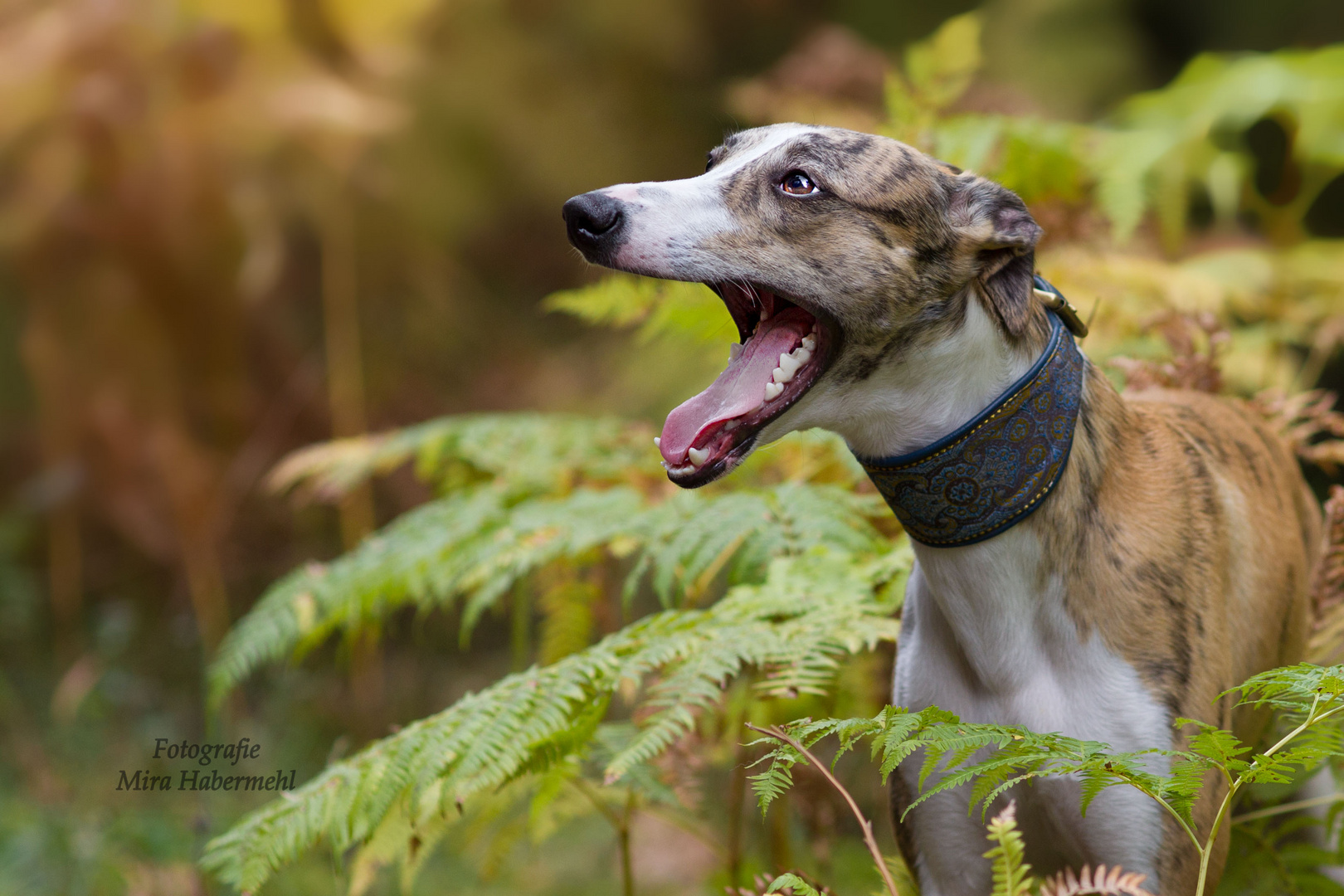 Whippet Speedy