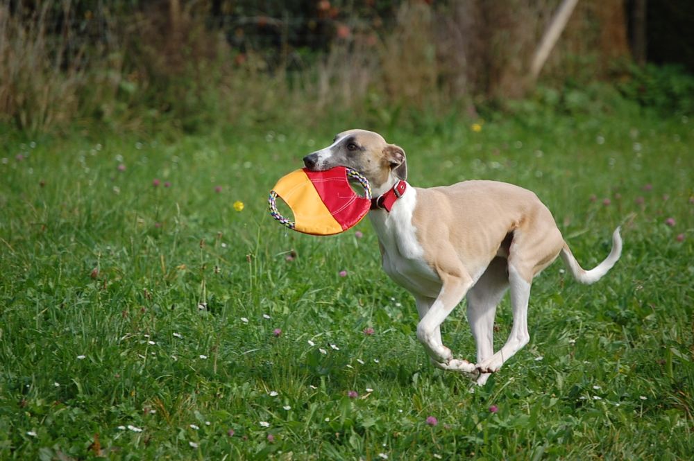 Whippet und die pure Lebensfreude